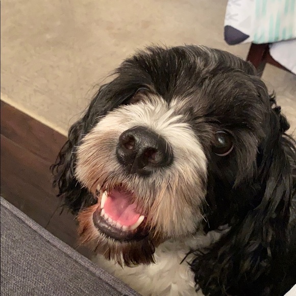 Meet your Posher, Dmitri - Picture 1 of 1